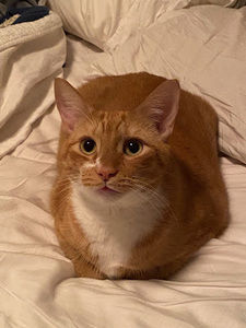 Meet your Posher, Elijah